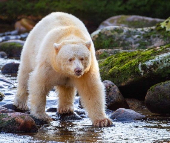 spirit bear kermode bear