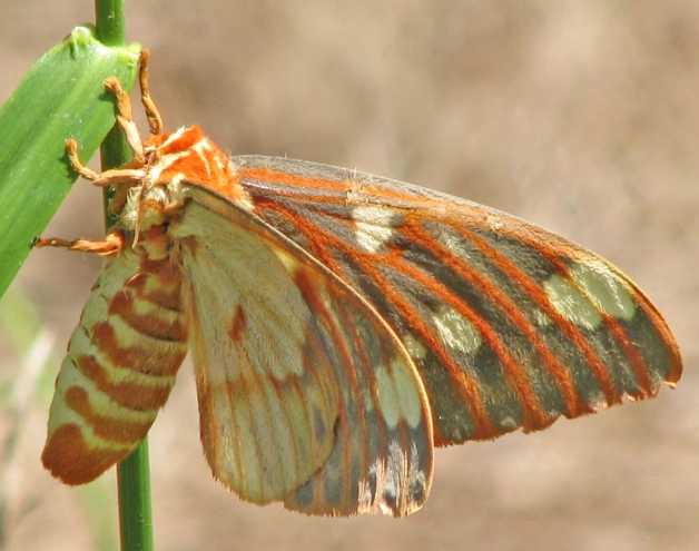 royal walnut moth caterpillar identification royal walnut moth caterpillar identification