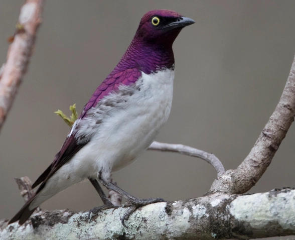 violet-backed starling