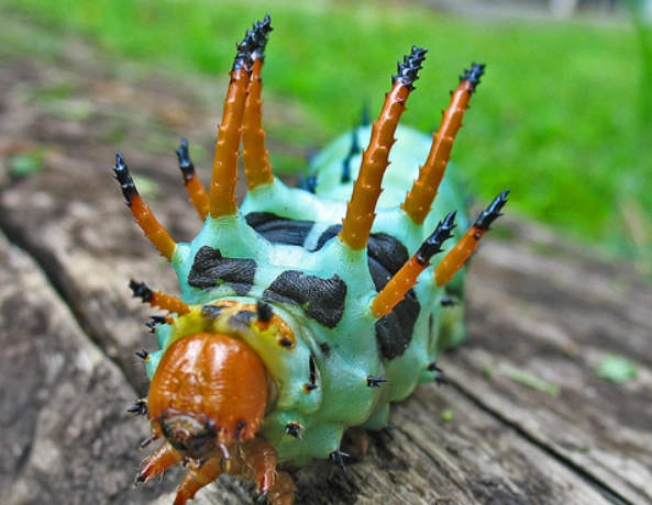 Citheronia regalis caterpillar