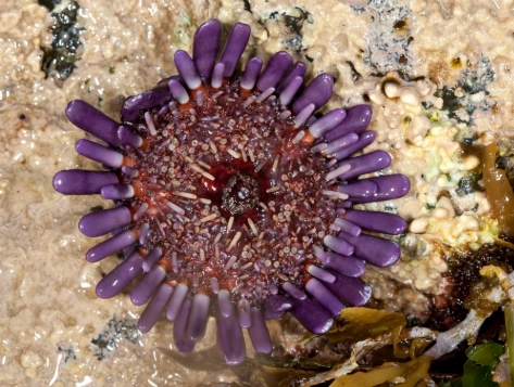 saltwater aquarium urchin