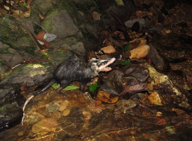 moonrat facts moonrat facts