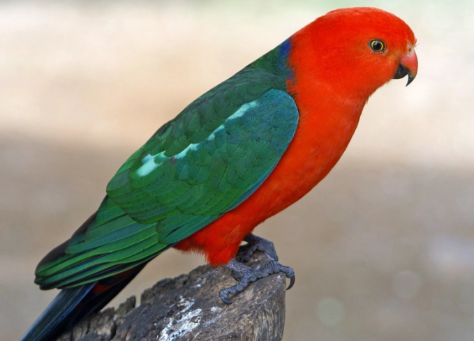 red back parrot price