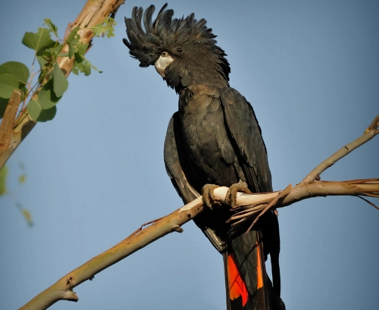 red back parrot price