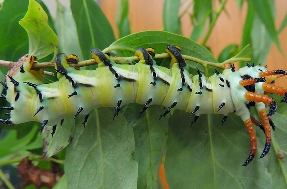 regal moth caterpillar