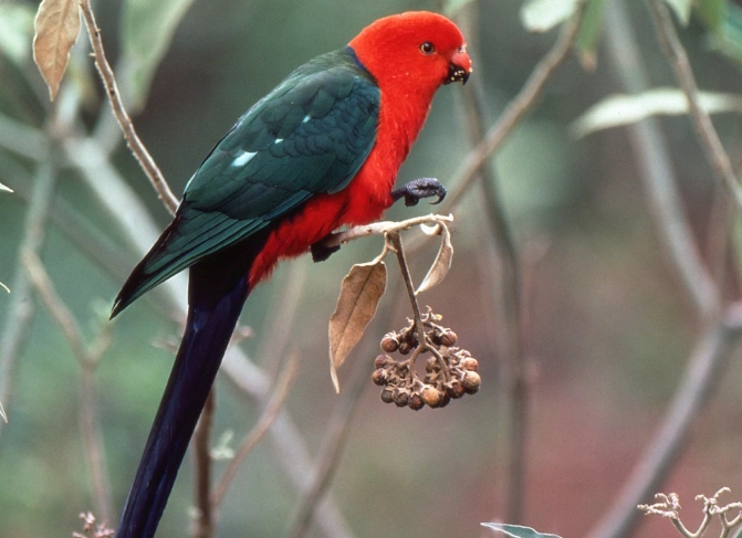 red back parrot care