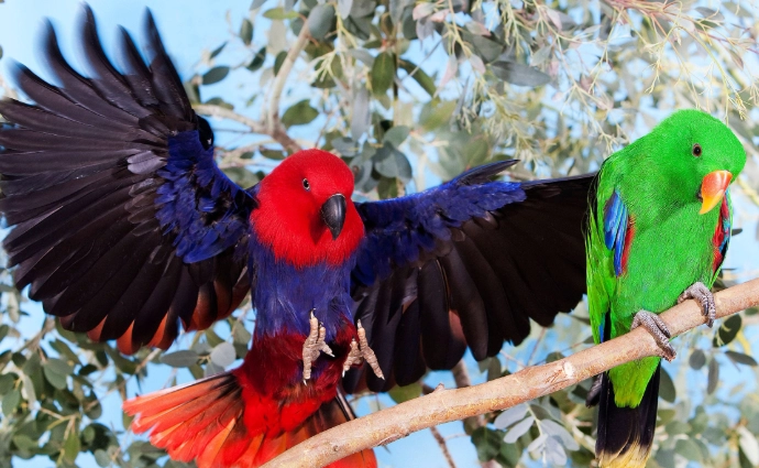 Poicephalus rufiventris