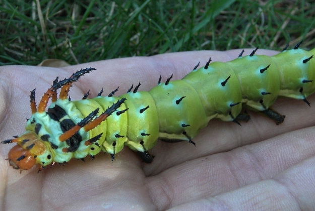 caterpillar identification