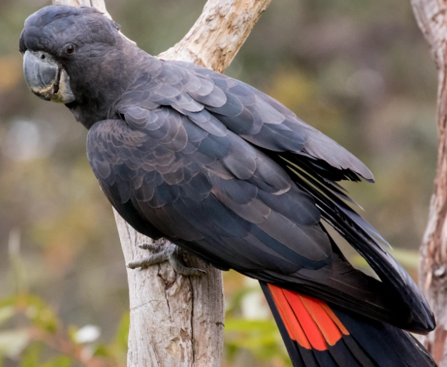 Poicephalus rufiventris