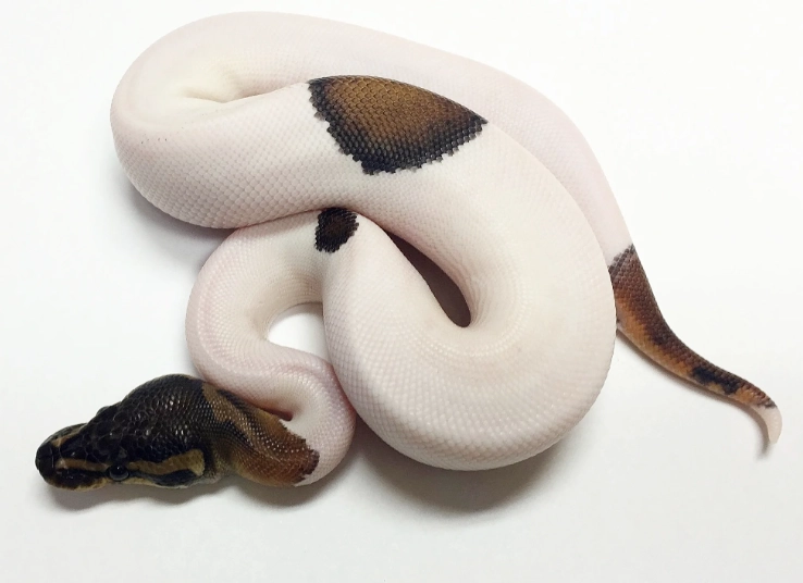 ball python morph care ball python morph care