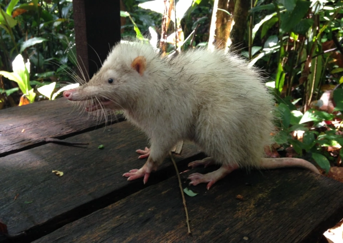 moonrat diet moonrat diet