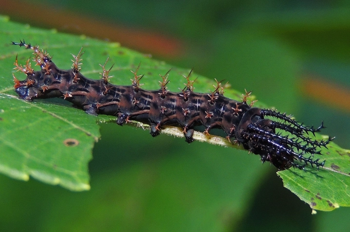 caterpillar identification