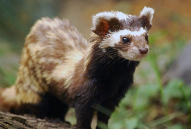 vormela peregusna conservation