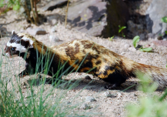 marbled polecat habitat