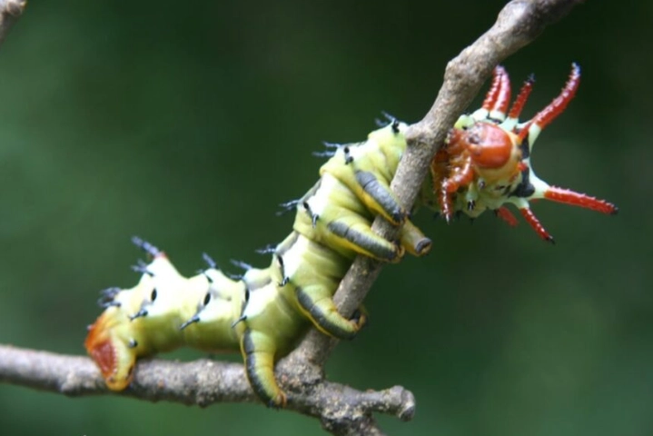 hickory horned devil