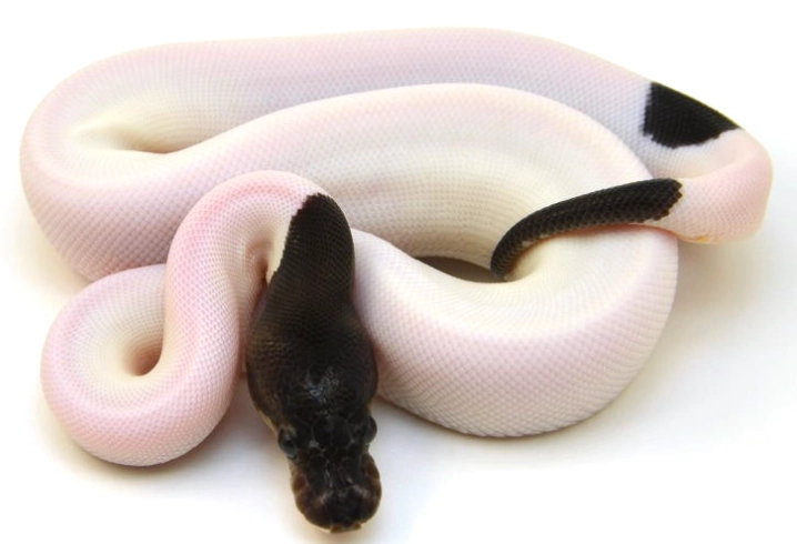 pied ball python pied ball python