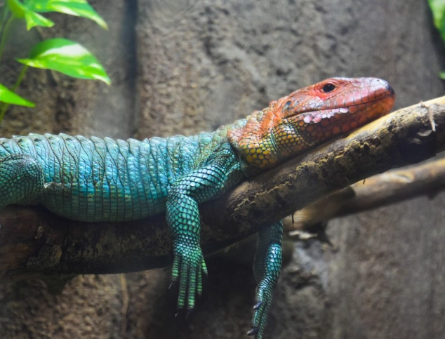 where to see lizards in grand cayman