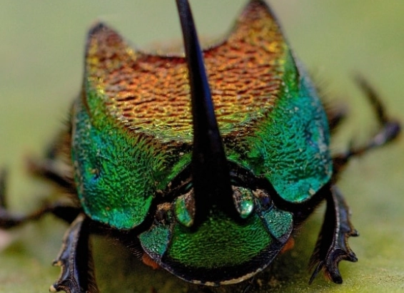 rainbow beetle care