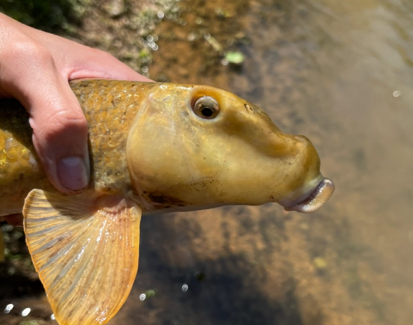 northern hog sucker fish