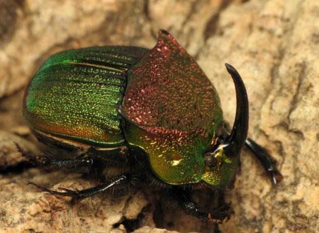 rainbow stag beetle
