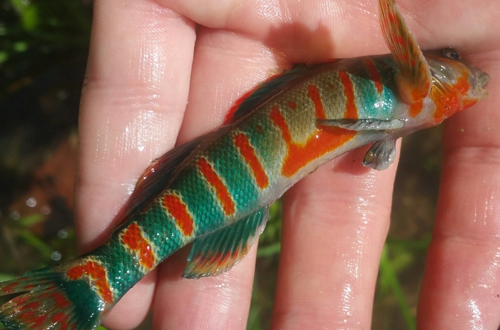 candy darter conservation