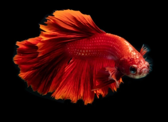 orange betta tank setup