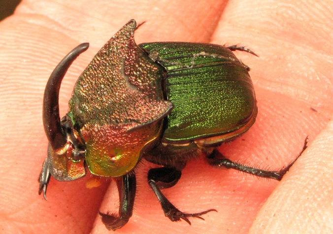 rainbow beetle larvae