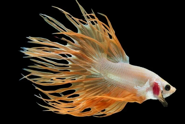 orange betta tank setup