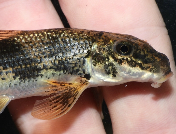 northern hog sucker fish