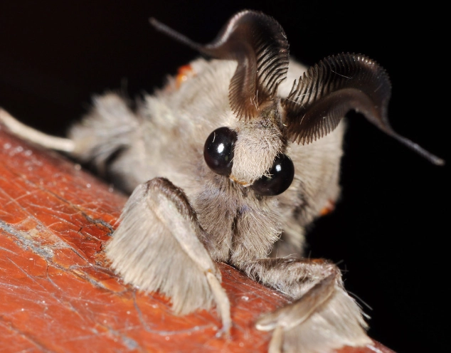 adorable moth species
