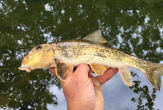 how to catch northern hog sucker