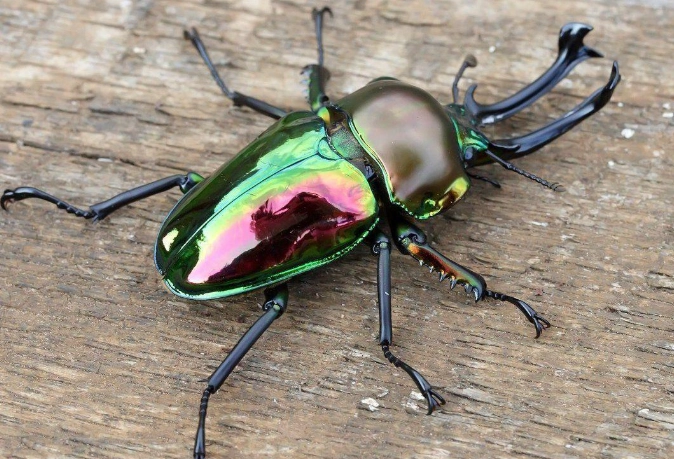 rainbow beetle care