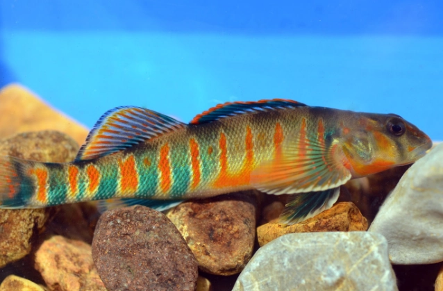 candy darter