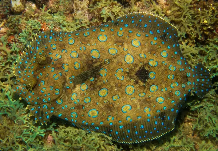 peacock flounder facts