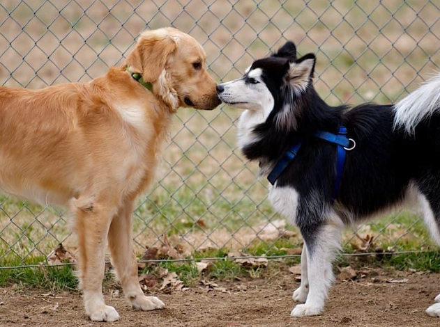 husky golden retriever mix