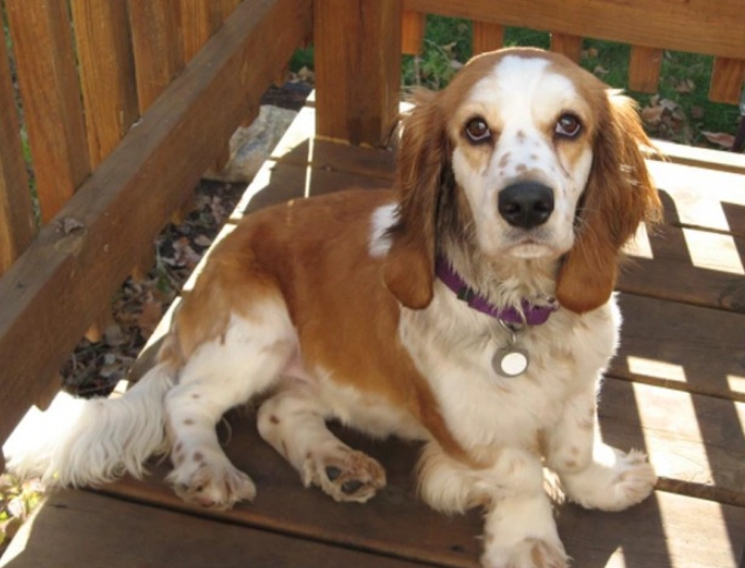 caring for basset hound mix