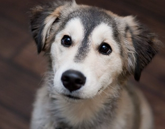 husky golden retriever mix