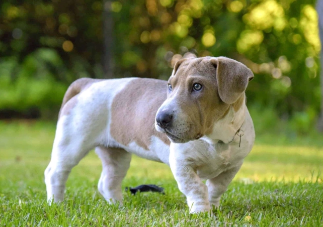 basset hound crossbreed