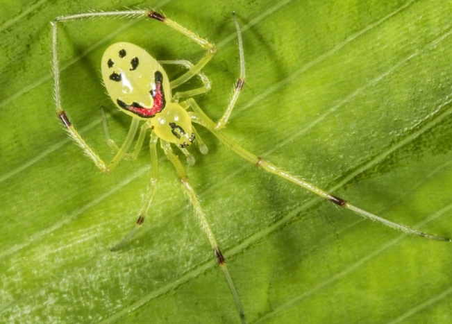 clown spider