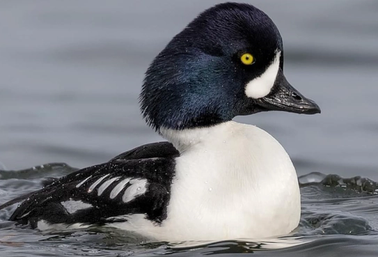 barrows goldeneye