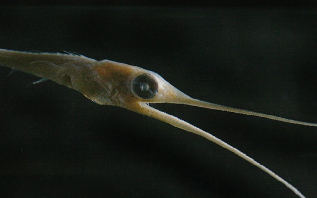 pelican eel vs snipe eel