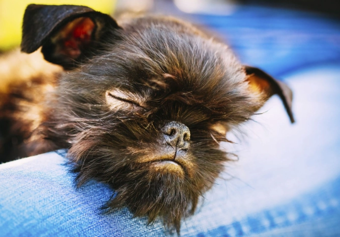 unusual looking dogs