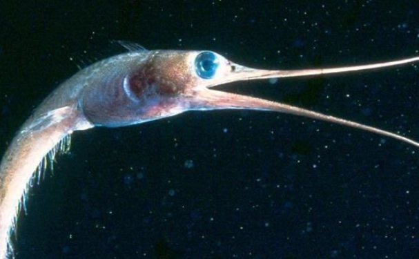 deep sea eel