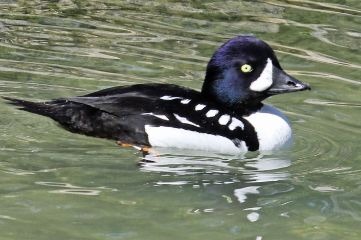 Barrow's Goldeneye