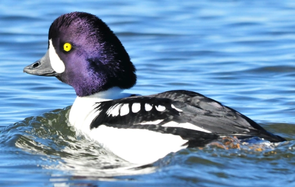 Barrow's Goldeneye identification