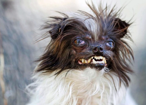 ugliest dog breeds