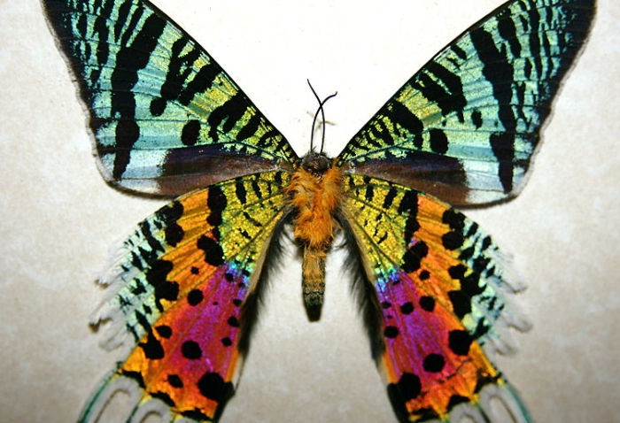 Chrysiridia rhipheus