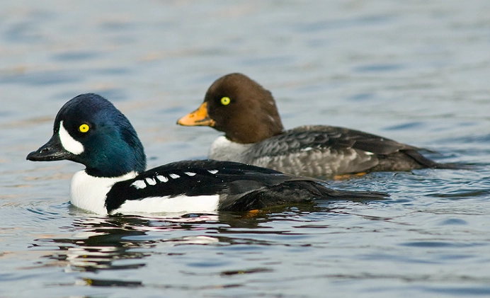 where to see Barrow's Goldeneye
