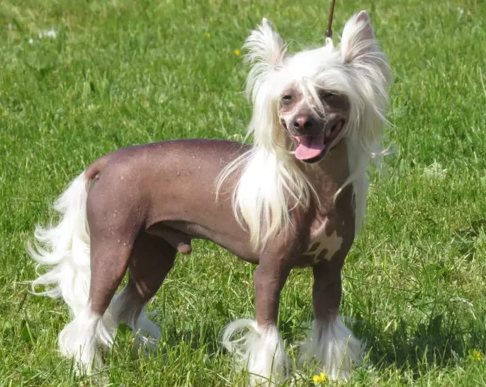 unusual looking dogs