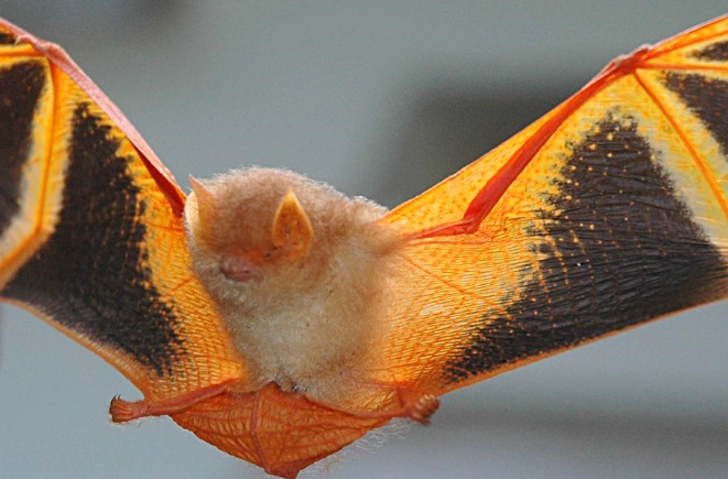 painted bat conservation